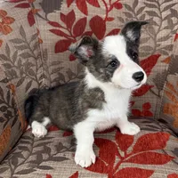 Fudgesicle , a female Cardigan Welsh Corgi and Pembroke Welsh Corgi for sale in Waskom, TX – 5 of 5