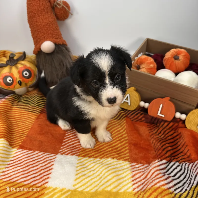 Slushie- fluffy – Cardigan Welsh Corgi, Pembroke Welsh Corgi puppy for sale in Waskom, TX