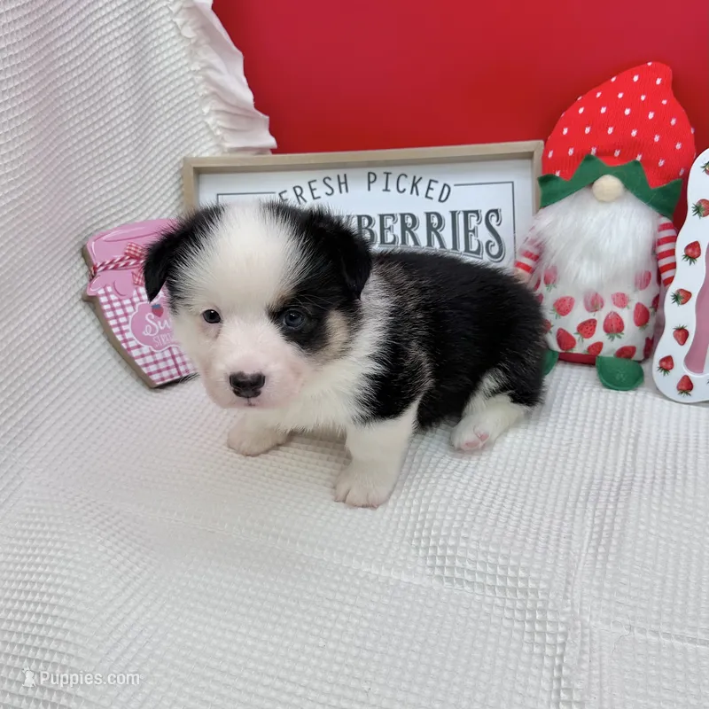 Brooks – Cardigan Welsh Corgi, Pembroke Welsh Corgi puppy for sale in Waskom, TX