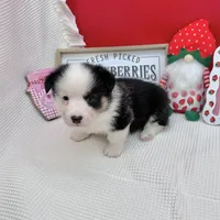Brooks, a male Cardigan Welsh Corgi and Pembroke Welsh Corgi for sale in Waskom, TX – 5 of 8