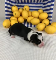 Icee, a female Cardigan Welsh Corgi and Pembroke Welsh Corgi for sale in Waskom, TX – 4 of 5