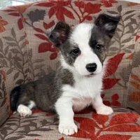 Fudgesicle , a female Cardigan Welsh Corgi and Pembroke Welsh Corgi for sale in Waskom, TX – 2 of 5