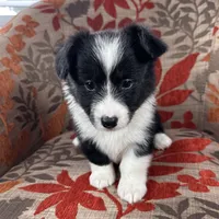 Slushie- fluffy, a female Cardigan Welsh Corgi and Pembroke Welsh Corgi for sale in Waskom, TX – 3 of 6