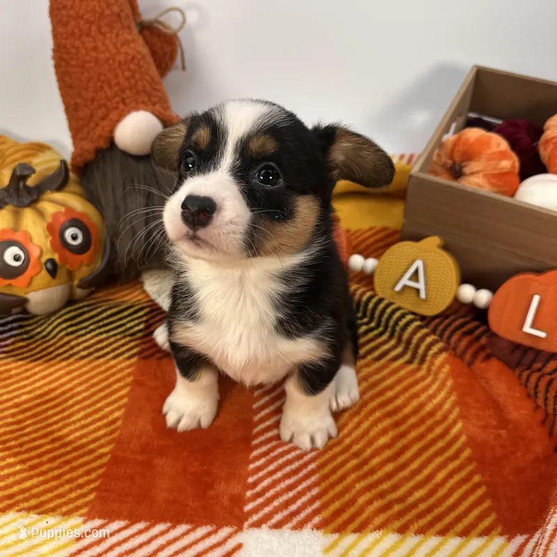 Icee – Cardigan Welsh Corgi, Pembroke Welsh Corgi puppy for sale in Waskom, TX