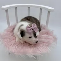 Meadow, a female Cardigan Welsh Corgi and Pembroke Welsh Corgi for sale in Waskom, TX – 2 of 5