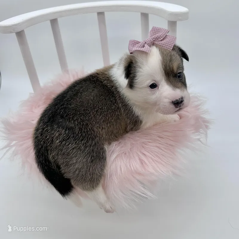 Meadow – Cardigan Welsh Corgi, Pembroke Welsh Corgi puppy for sale in Waskom, TX