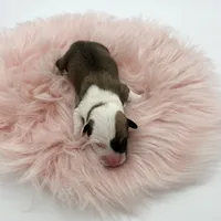 Meadow, a female Cardigan Welsh Corgi and Pembroke Welsh Corgi for sale in Waskom, TX – Photo 3 of 5