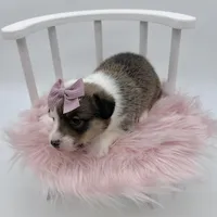 Meadow, a female Cardigan Welsh Corgi and Pembroke Welsh Corgi for sale in Waskom, TX – 5 of 5