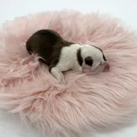 Meadow, a female Cardigan Welsh Corgi and Pembroke Welsh Corgi for sale in Waskom, TX – Photo 4 of 5