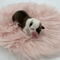 Meadow, a female Cardigan Welsh Corgi and Pembroke Welsh Corgi for sale in Waskom, TX – Photo 2 of 5