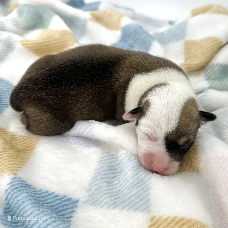 Meadow – Cardigan Welsh Corgi, Pembroke Welsh Corgi puppy for sale in Waskom, TX