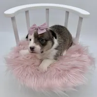 Meadow, a female Cardigan Welsh Corgi and Pembroke Welsh Corgi for sale in Waskom, TX – 3 of 5
