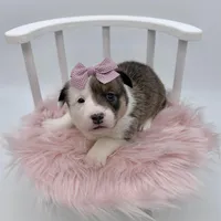 Meadow, a female Cardigan Welsh Corgi and Pembroke Welsh Corgi for sale in Waskom, TX – 4 of 5