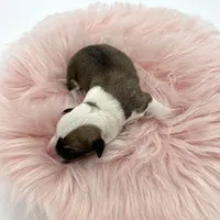 Meadow, a female Cardigan Welsh Corgi and Pembroke Welsh Corgi for sale in Waskom, TX – Photo 5 of 5