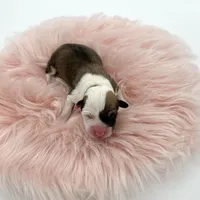 Meadow, a female Cardigan Welsh Corgi and Pembroke Welsh Corgi for sale in Waskom, TX – Photo 1 of 5