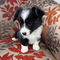 Slushie- fluffy, a female Cardigan Welsh Corgi and Pembroke Welsh Corgi for sale in Waskom, TX – 4 of 6