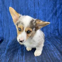 Noel, a female Cardigan Welsh Corgi and Pembroke Welsh Corgi for sale in Waskom, TX – Photo 4 of 6