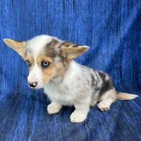 Noel, a female Cardigan Welsh Corgi and Pembroke Welsh Corgi for sale in Waskom, TX – Photo 5 of 6