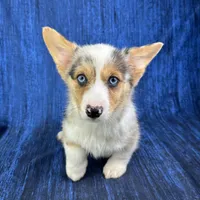 Noel, a female Cardigan Welsh Corgi and Pembroke Welsh Corgi for sale in Waskom, TX – Photo 1 of 6
