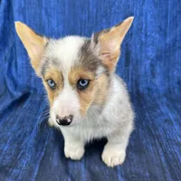 Noel, a female Cardigan Welsh Corgi and Pembroke Welsh Corgi for sale in Waskom, TX – Photo 3 of 6
