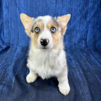 Noel, a female Cardigan Welsh Corgi and Pembroke Welsh Corgi for sale in Waskom, TX – Photo 6 of 6