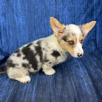Noel, a female Cardigan Welsh Corgi and Pembroke Welsh Corgi for sale in Waskom, TX – Photo 2 of 6