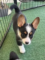 Icee, a female Cardigan Welsh Corgi and Pembroke Welsh Corgi for sale in Waskom, TX – 6 of 6