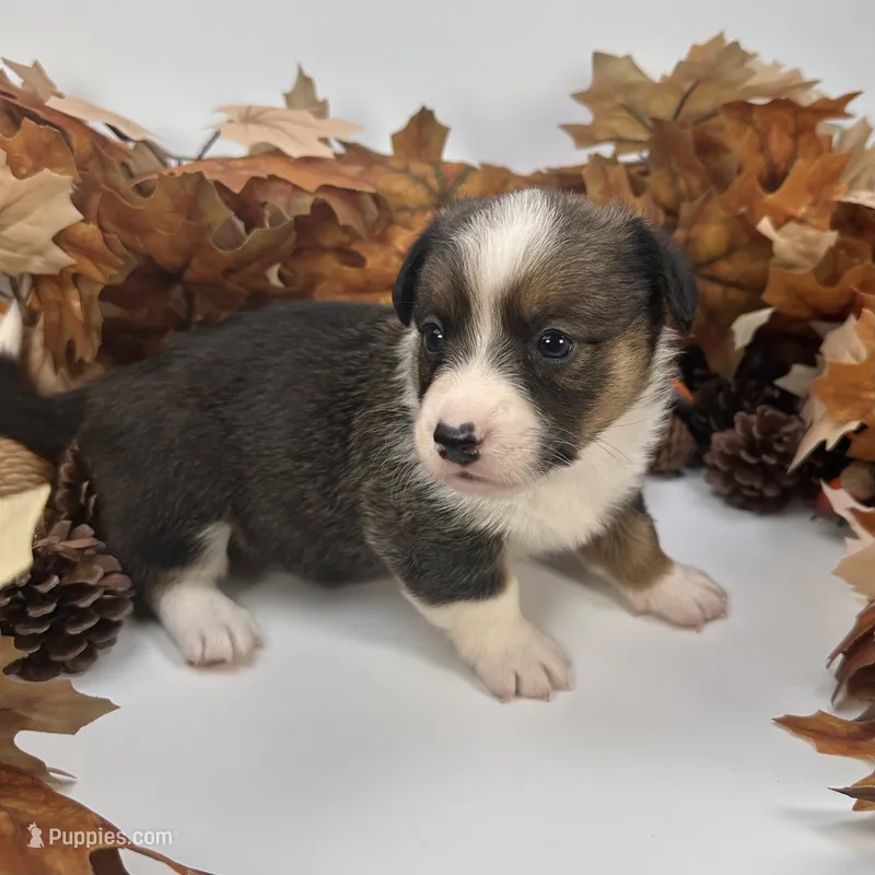 Frosty – Cardigan Welsh Corgi, Pembroke Welsh Corgi puppy for sale in Waskom, TX