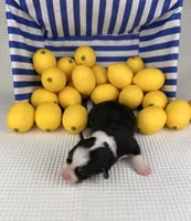 Icee, a female Cardigan Welsh Corgi and Pembroke Welsh Corgi for sale in Waskom, TX – 3 of 5