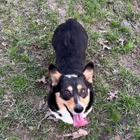 Willow , a female Pembroke Welsh Corgi for sale in Waskom, TX – Photo 3 of 5