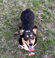 Willow , a female Pembroke Welsh Corgi for sale in Waskom, TX – Photo 3 of 5