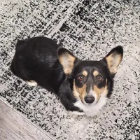 Willow , a female Pembroke Welsh Corgi for sale in Waskom, TX – Photo 1 of 5