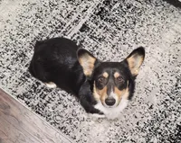 Willow , a female Pembroke Welsh Corgi for sale in Waskom, TX – Photo 1 of 5