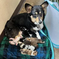 Willow , a female Pembroke Welsh Corgi for sale in Waskom, TX – Photo 5 of 5