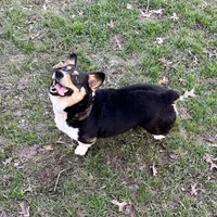 Willow , a female Pembroke Welsh Corgi for sale in Waskom, TX – Photo 4 of 5