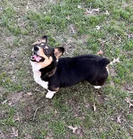 Willow , a female Pembroke Welsh Corgi for sale in Waskom, TX – Photo 4 of 5