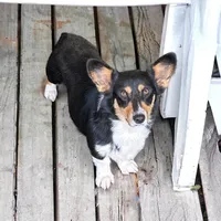 Willow , a female Pembroke Welsh Corgi for sale in Waskom, TX – Photo 2 of 5