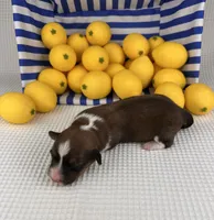 Sorbet- fluffy, a female Cardigan Welsh Corgi and Pembroke Welsh Corgi for sale in Waskom, TX – 4 of 5