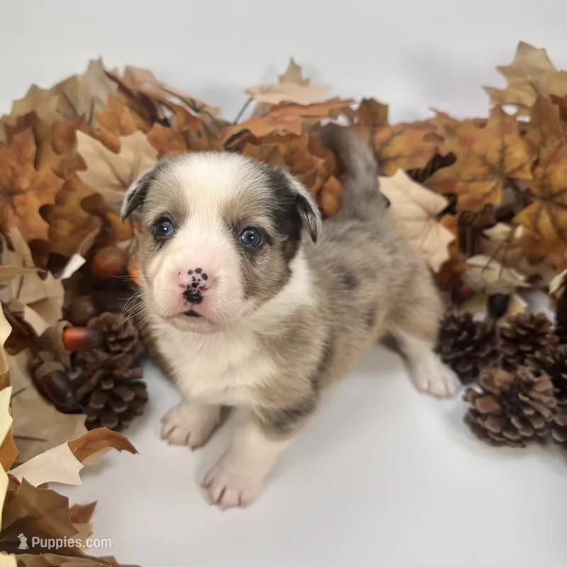 Creamsicle – Cardigan Welsh Corgi, Pembroke Welsh Corgi puppy for sale in Waskom, TX
