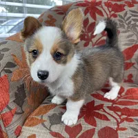Gelato, a male Cardigan Welsh Corgi and Pembroke Welsh Corgi for sale in Waskom, TX – 4 of 5