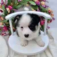 Brooks, a male Cardigan Welsh Corgi and Pembroke Welsh Corgi for sale in Waskom, TX – 3 of 8