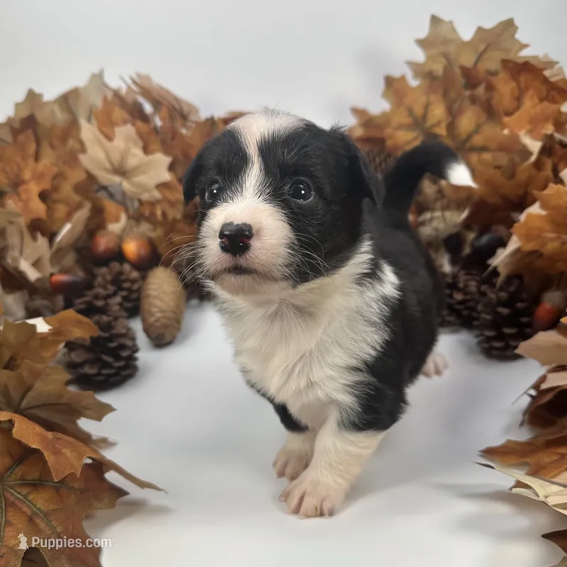 Slushie- fluffy – Cardigan Welsh Corgi, Pembroke Welsh Corgi puppy for sale in Waskom, TX