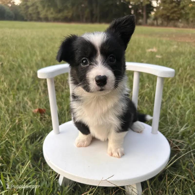 Slushie- fluffy – Cardigan Welsh Corgi, Pembroke Welsh Corgi puppy for sale in Waskom, TX