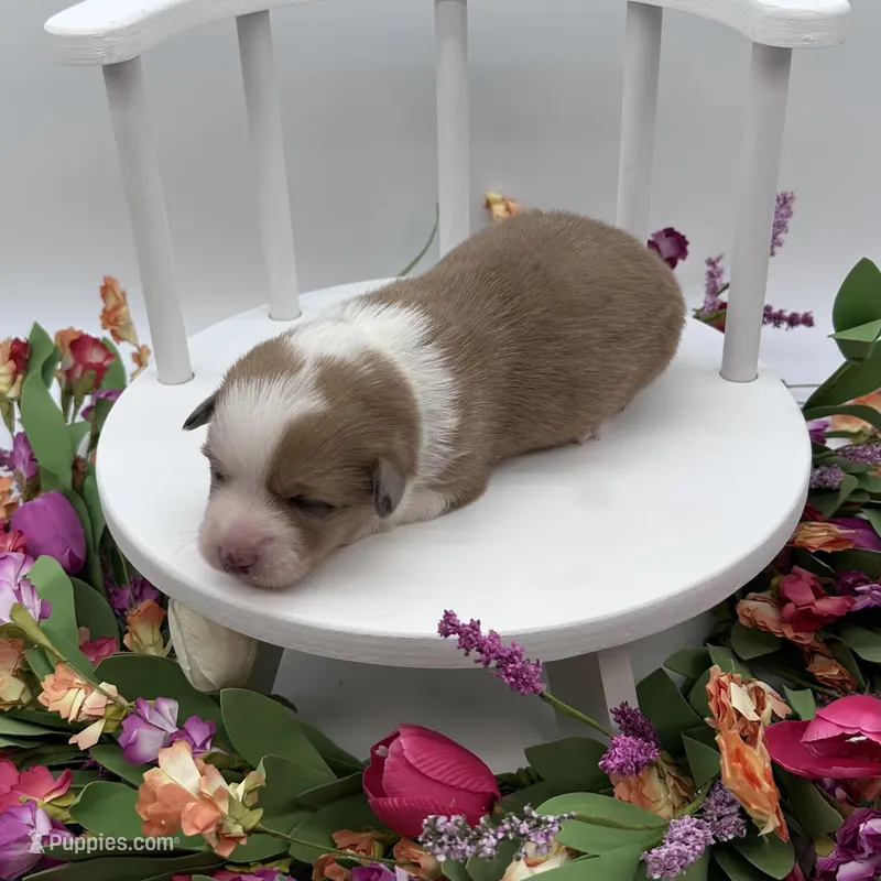 Dawn – Cardigan Welsh Corgi, Pembroke Welsh Corgi puppy for sale in Waskom, TX
