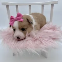 Dawn, a female Cardigan Welsh Corgi and Pembroke Welsh Corgi for sale in Waskom, TX – 5 of 6