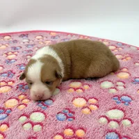 Dawn, a female Cardigan Welsh Corgi and Pembroke Welsh Corgi for sale in Waskom, TX – Photo 2 of 5