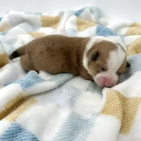 Dawn, a female Cardigan Welsh Corgi and Pembroke Welsh Corgi for sale in Waskom, TX – Photo 4 of 5