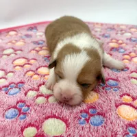 Dawn, a female Cardigan Welsh Corgi and Pembroke Welsh Corgi for sale in Waskom, TX – Photo 3 of 5