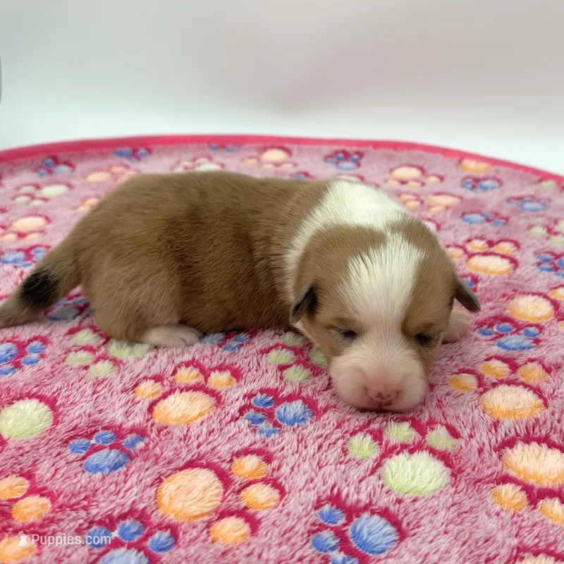 Dawn – Cardigan Welsh Corgi, Pembroke Welsh Corgi puppy for sale in Waskom, TX