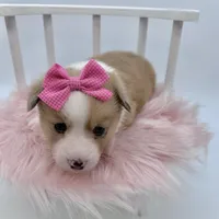 Dawn, a female Cardigan Welsh Corgi and Pembroke Welsh Corgi for sale in Waskom, TX – 6 of 6